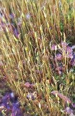 Ditrichum heteromallum