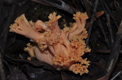 Ramaria capitata ochraceosalmonicolor