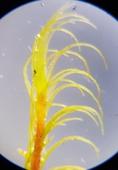 Ditrichum heteromallum