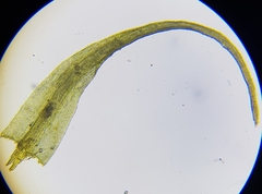 Ditrichum heteromallum