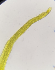 Ditrichum heteromallum