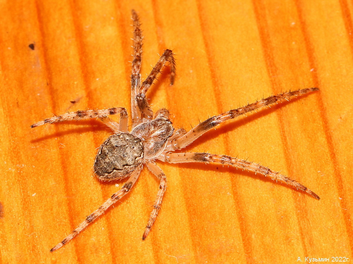 Нуктения Теневая (Nuctenea umbratica)