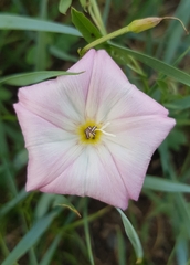 Convolvulus arvensis