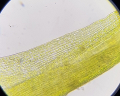 Ditrichum heteromallum
