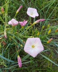 Convolvulus arvensis
