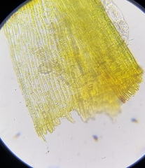 Ditrichum heteromallum
