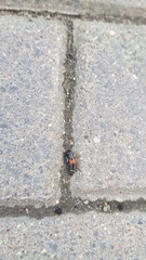 Platydracus stercorarius