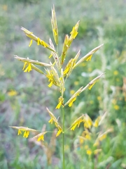 Bromus inermis