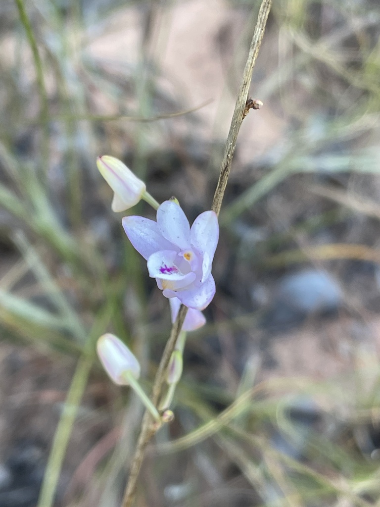 Polystachya dendrobiiflora