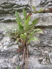 Taraxacum officinale