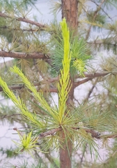 Larix sibirica