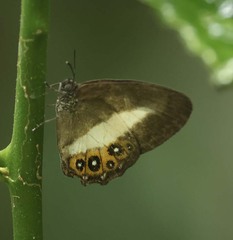 Splendeuptychia aurigera