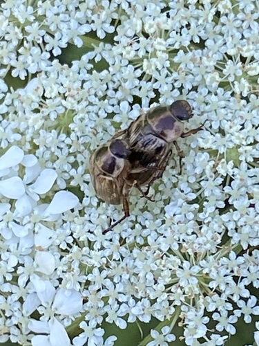 Photo of Oriental Beetle (Exomala orientalis)