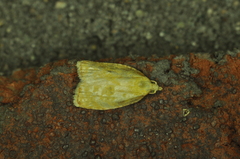 Acleris curvalana