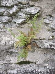 Cystopteris fragilis