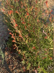 Anisacanthus