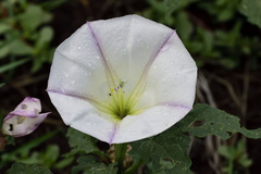 Datura ceratocaula