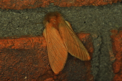 Phragmatobia assimilans