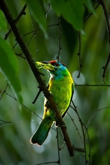 Psilopogon asiaticus