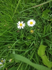 Bellis perennis