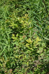Spiraea chamaedryfolia