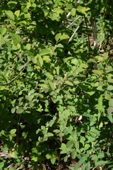 Spiraea chamaedryfolia