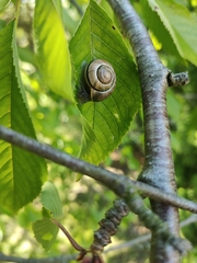 Cepaea nemoralis
