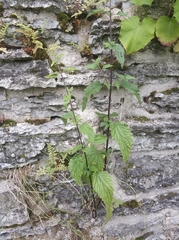 Urtica dioica