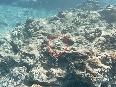 Parupeneus multifasciatus