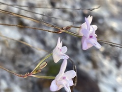 Polystachya dendrobiiflora image