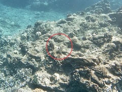 Parupeneus multifasciatus