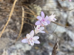 Polystachya dendrobiiflora image