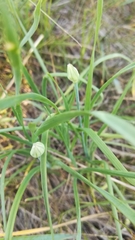 Allium ramosum
