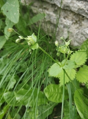 Stellaria media