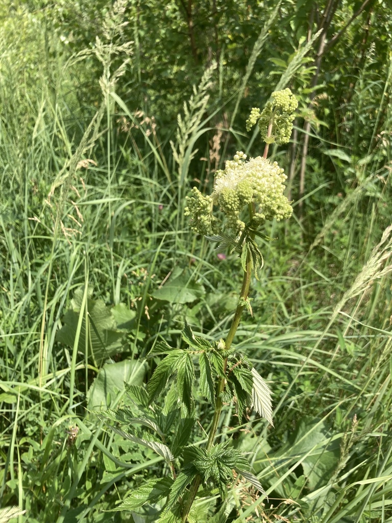 Meadowsweet