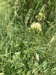 Meadowsweet (Filipendula ulmaria)