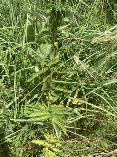 Filipendula ulmaria