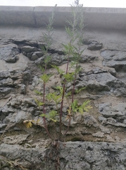Artemisia vulgaris