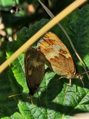 Pyronia tithonus