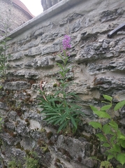 Chamaenerion angustifolium