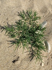 Salsoleae
