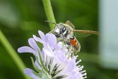 Andrena hattorfiana