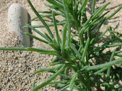 Salsoleae