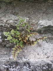 Cystopteris fragilis