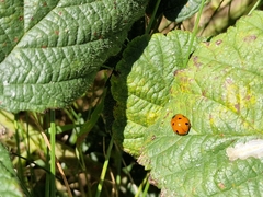 Coccinella septempunctata