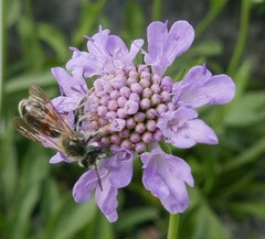 Andrena hattorfiana