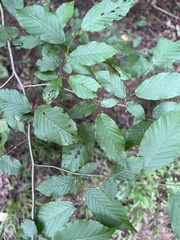 Carpinus caroliniana caroliniana