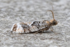 Zeiraphera canadensis