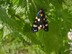 Callimorpha dominula