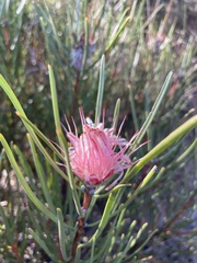 Protea baumii image